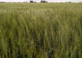 El calor puso al trigo entre las cuerdas en la zona núcleo