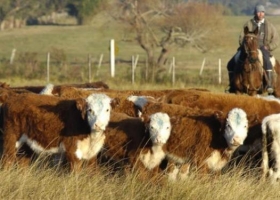 Novillo Mercosur: precios de Brasil baten récords
