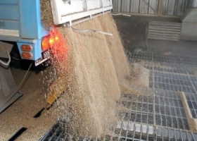 Anunciaron la liberación de cupos exportables de trigo y maíz de la nueva cosecha