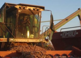 Para la Bolsa de Rosario la producción de maíz caería el 13%