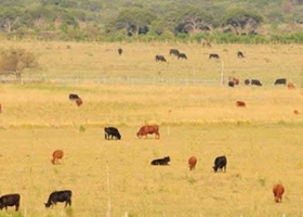 Por la baja de los granos, vaticinan inversiones en el sector ganadero.