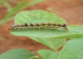 Recomendación de monitoreo de plagas por presencia de Oruga bolillera, Orugas cortadoras y Tucuras en soja.