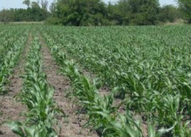 Estiman mayor incidencia de maíces tardíos en la producción anual del cereal