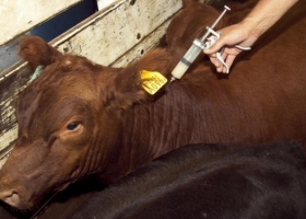 Nanovehículo mejora la eficiencia de vacunas