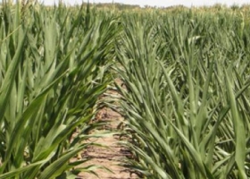 Hallan bacterias que aumentan rindes y protegen al cultivo contra la sequía