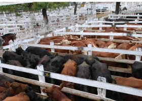 Siguen planchados los precios de la hacienda en Liniers