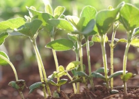 Finaliza la siembra de soja de primera en la zona núcleo