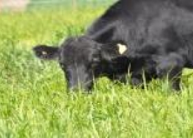 Desde el cielo, el “gatton panic” llegó al monte para hacer más carne.