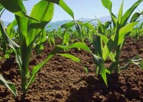 Recomendaciones para fertilizar el maíz sembrado en diciembre