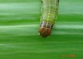 Malezas y bolillera se encuentran en la mira