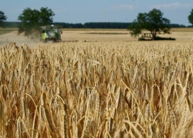 Se movilizó 30% menos de máquinas para cosechar trigo