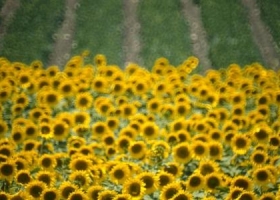 Girasol: se cosechó 13% de área apta