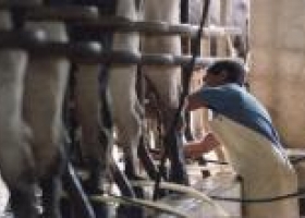 Rechazo de tamberos a una baja en la leche.