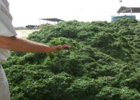 Claves para una buena alfalfa