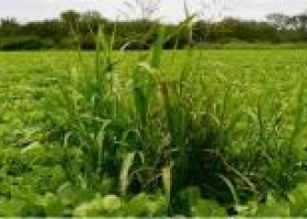 Se confirmó la resistencia de Sorgo de Alepo a graminicidas