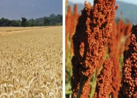 Cebada y sorgo: fuera del programa de estímulo del Gobierno