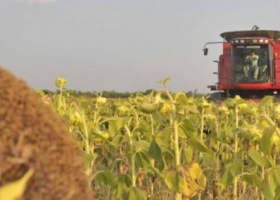 Buenas condiciones climáticas permitieron acelerar la cosecha de girasol