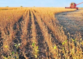 Escenario "entreverado" en plena cosecha de soja en Uruguay