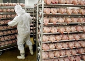 Uruguay importa pollos desde Brasil para bajar el precio