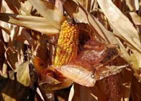 Productores de trigo y maíz perderán dinero durante este año