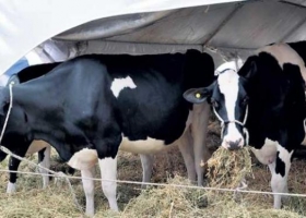 Alertan que crece la evasión en la leche.
