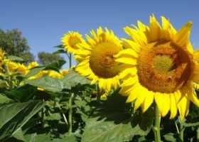 Con buenos rendimientos, el girasol le hace frente a la tormenta