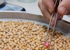 Por primera vez, Argentina podrá comercializar cultivos biotecnológicos nacionales
