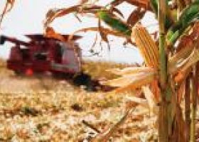 El maíz también dio sorpresas en los rindes