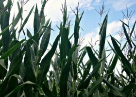 Se agrava la situación de la industria del etanol de maíz