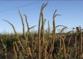 Alerta Roja: confirman resistencia múltiple del sorgo de Alepo