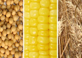 Régimen de información de producción de granos
