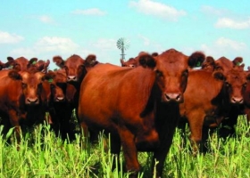 Desafíos de la ganaderia para el noroeste cordobés