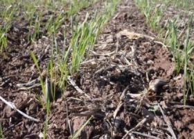 Productores demoran la decisión de sembrar trigo y podría haber faltantes.