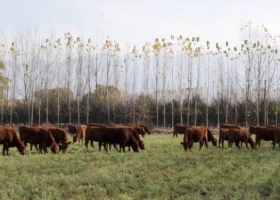 La recría, con alto potencial para crecer en zonas semiáridas