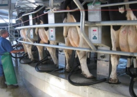 Bajó el precio mundial de la leche y suma presión a la crisis local de los tamberos