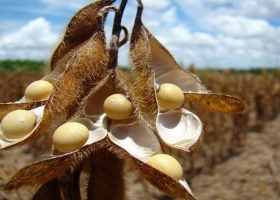 Fenómeno El Niño traería nueva producción récord de soja
