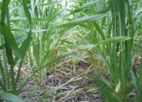 Se proyectan 3,5 M de ha como área sembrada con trigo en el 2015/16.