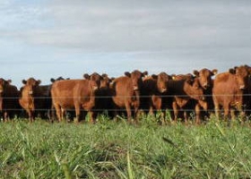 Estiman que el stock vacuno de Uruguay crecerá a más de 12 millones de cabezas