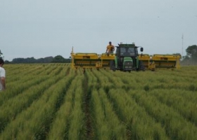 El área triguera 15/16 podría caer un millón de hectáreas