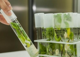 Un nuevo fungicida podría ayudar a prevenir la pérdida de cosechas