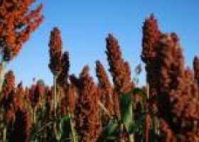 Producción de sorgo será 19% menor