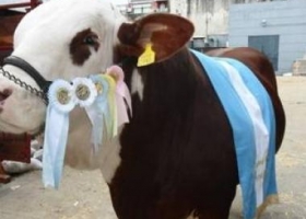Pagaron $ 670.000 por una vaca
