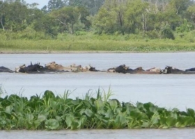 La crecida del Paraná obliga a mover a la hacienda