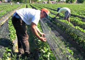 Agricultores del Chaco quieren irse a Bolivia a producir