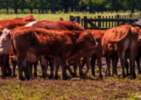 Crisis de la carne: polémico auge de las cooperativas.