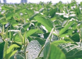 Inversores de Wall Street apuestan todo a la tecnología aplicada al agro
