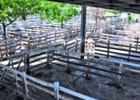 Cese de comercialización se sintió en el Mercado de Liniers