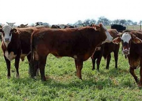 Por la devaluación del real, Brasil vende el novillo más barato en dólares de la región
