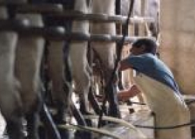 Tamberos aseguran que en cinco meses el precio de la leche cayó 25%