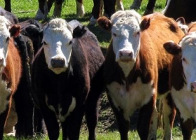 Aseguran que darle yerba mate al ganado mejora la calidad de la carne